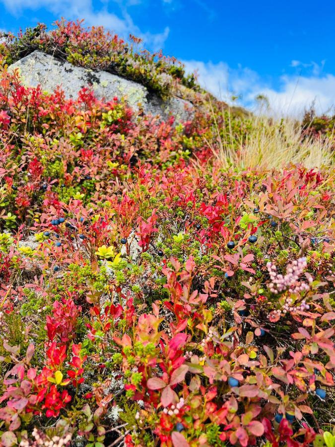 Flott Leilighet Pa Haugen I Sirdal Tjorhom Esterno foto