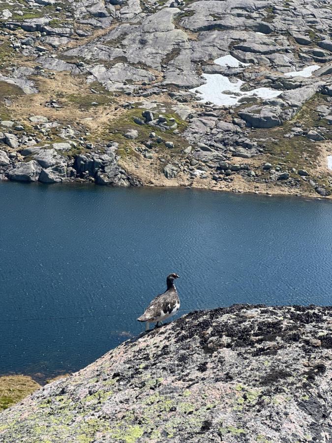 Flott Leilighet Pa Haugen I Sirdal Tjorhom Esterno foto